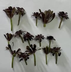 多肉植物 アエオニウム 黒法師 小15本 - メルカリ