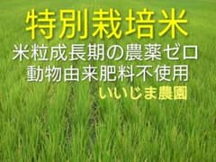 特別栽培米ひとめぼれ9kg 米粒成長期の農薬ゼロ、動物由来の肥料不