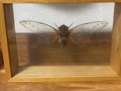 昆虫標本】超希少！世界最大種テイオウゼミ標本 - メルカリ