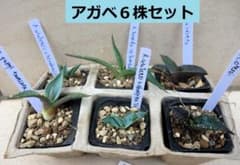 アガベ6株＋実生10株セット！ ラベル付き！アガベ実生 実生6種セットアソート3 - メルカリ