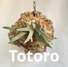 P. Yellow Moon Dwarf Totoro spore【26】 - メルカリ