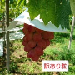 山梨県産サンシャインレッド　訳あり粒１㌔のサムネイル