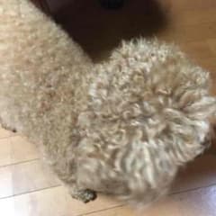 返金用のサムネイル
