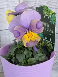 現品・ポットまま発送】花夢園芸育種オリジナルビオラ⑥ - メルカリ
