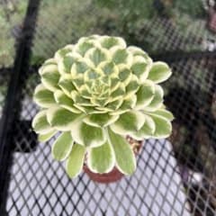 多肉植物 アエオニウム ピンクガール | Shop at Mercari from Japan