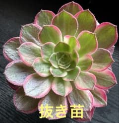 アエオニウム 黒魔錦①⭐️お買い得 - メルカリ