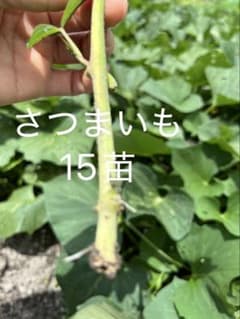 大特価！　 紅はるかの根付き苗 15本のサムネイル