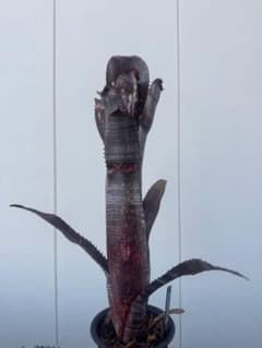 BILLBERGIA ‘Obi-Wan’ ビルベルギア オビワン①のサムネイル