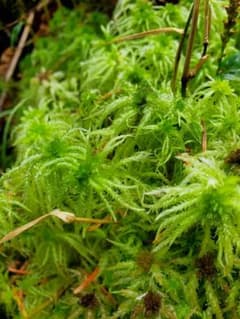 北海道産　極上生ミズゴケ　ジップロック(中)のサムネイル