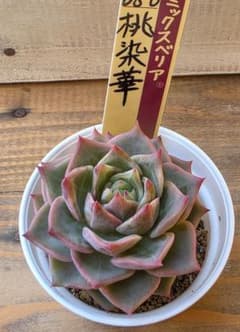多肉植物 ミックスベリア 桃染華 おらいさん苗 - メルカリ