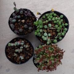 多肉植物　碧魚連　紅稚児　ルビーネックレス　グリーンネックレスのサムネイル