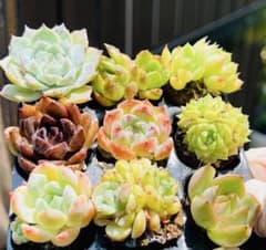 夏季セール 多肉植物 人気9苗9種セット 抜き苗 エケベリア韓 7/23 撮影