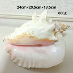 ピンク貝 コンク貝 貝殻 置物 オブジェ インテリア置物 希少 標本 007 ピンク貝 コンク貝 貝殻 置物 オブジェ インテリア置物 希少