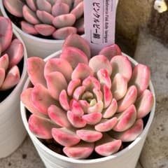 新入荷 大人気 多肉植物 エケベリア ピンクルビー錦 超美苗 レア種