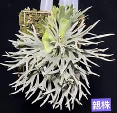 ビカクシダ ウィリンキー バクテリア スポア - メルカリ