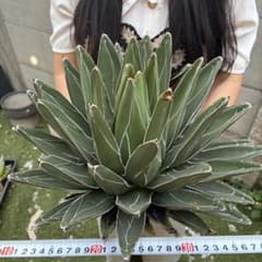 908 アガベ 笹吹雪 極美紋様 白線際立つ コレクション向け美 大株