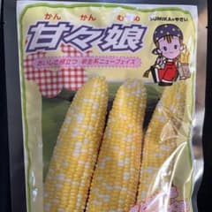 とても甘くて美味しい甘々娘（カンカンムスメ）の種子…100粒！のサムネイル