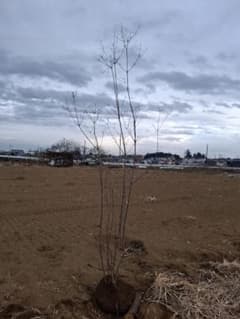 ヤマツツジ 山彩り ―― アオダモ アオハダ モミジ カエデ ―― - メルカリ