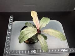 漆*翼様 ブセファランドラ sp ピンクバリエガータ　[水上育成] m53476613016_1.jpg?1774475084