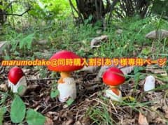 marumodake@同時購入割引あり様専用ページのサムネイル