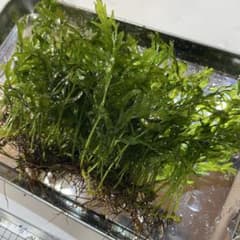 【ショート様限定】ボルビティス　ヒュディロティ④ 6〜7株　水草　水中葉のサムネイル