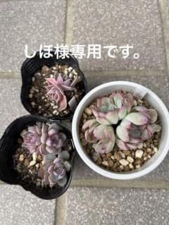 おらいさん苗、ブルーベリームーン、藤紫のサムネイル