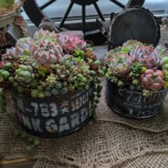多肉植物 ♡そのまま飾れる寄せ植え♡2点セット♬*°① - メルカリ