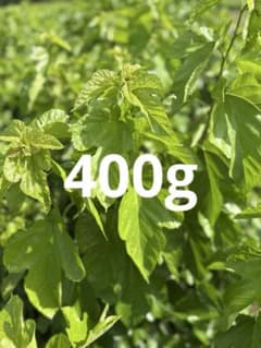 桑の葉400gのサムネイル