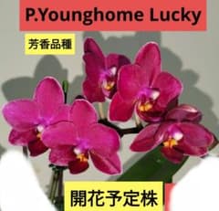 胡蝶蘭　ミディ胡蝶蘭 ファレノプシス　ピンロンチェリス　こちょうらん　芳香品種 胡蝶蘭 ミディ胡蝶蘭 ファレノプシス 芳香品種 こちょうらん 洋