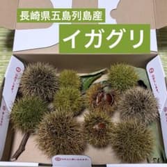 【ディスプレイ用】長崎県五島列島産 イガグリのサムネイル