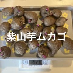 紫山芋ムカゴ　約500gのサムネイル