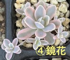④ 子持ち蓮華錦 鏡花 抜き苗 オロスタキス 多肉植物 レア - メルカリ