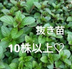 爽やかミント　ブラックペパーミント　ハーブ　抜き苗　根付き　 無農薬　虫除けのサムネイル