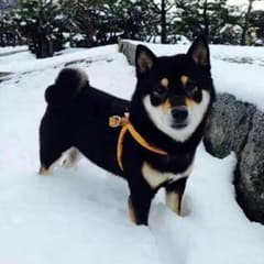 レレレ様専用のサムネイル