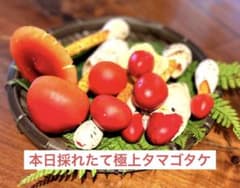 8/23本日採れたて新鮮タマゴタケ 334gすぐ発送のサムネイル