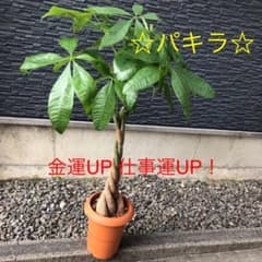 金運UPパキラ☆ ねじり　癒しの観葉植物のサムネイル