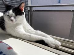 【まんま猫様専用】Babyスタイ&パンツセット 手作りキットのサムネイル