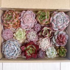№736 多肉植物 韓国苗 エケベリア♡寄せ植えセット♡現品 匿名発送のサムネイル