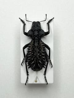 昆虫標本 Gagatophorus draco ヘンテコゾウムシ オーストラリア - メルカリ