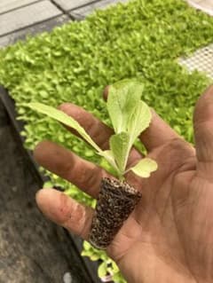 白菜の苗　20本のサムネイル