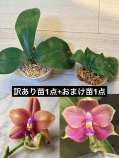 専用★3点まとめ【訳あり】原種交配種　苗　洋蘭　洋ラン 訳あり苗1点+おまけ苗1点】原種交配種 苗 洋蘭 洋ラン - メルカリ