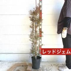 レッドジェム ティーツリー メラレウカ 赤色 白花 紅葉 64 - メルカリ