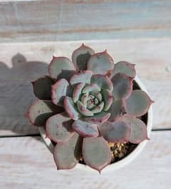 カマノイプエブラ×ラウレンシス☆①☆実生苗☆交配苗☆多肉植物☆エケベリアのサムネイル