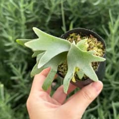 P. willinckii 'Jenny' TC 6501 - メルカリ
