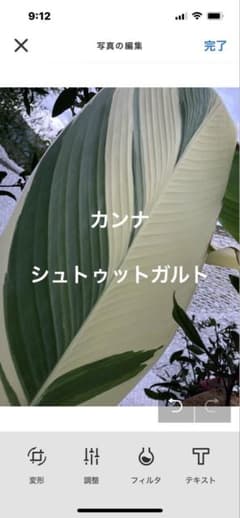 カンナF シュツットガルト 斑入り - メルカリ