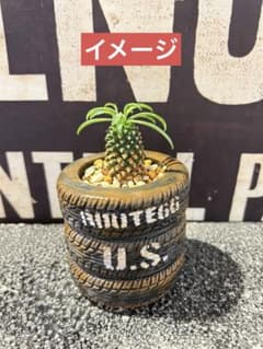 タイヤ プランター リメイク鉢 リメイク缶 サボテン ユーフォルビア
