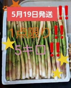 毎年大好評！5月19日発送予定！ 北海道産 山菜 たけの 姫竹 根曲がり竹 毎年大好評！5月19日発送予定！ 北海道産 山菜 たけの 姫竹 根曲がり竹