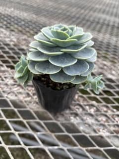 エケベリア 七福神 多頭株3️⃣ - メルカリ