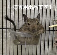 ♡様専用、リピーター様割引きしています！小動物のおやつのサムネイル