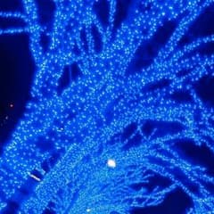 なしのサムネイル